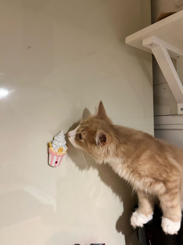 Sweet Ice cream magnets